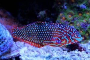 Ornate Leopard Wrasse