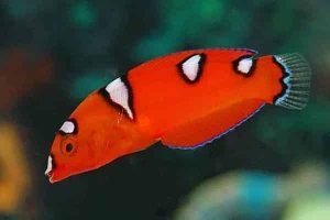 Red Coris Wrasse