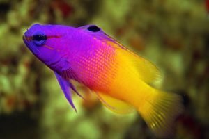 royal dottyback gamma