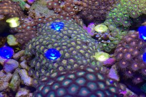 Zoanthid polyp