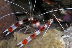 Shrimp Starfish Invert cleaning crew