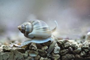 Snails for Cleaning Sand and Rocks