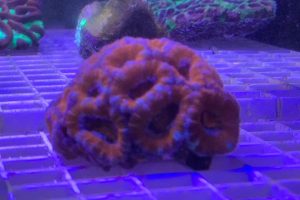 red acanthus coral