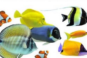 Marine Fishes