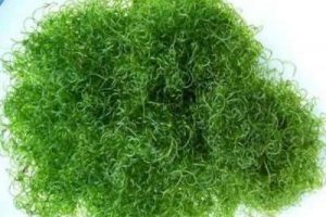 Algae Problem and Solution