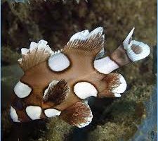 Grouper and Sweetlip