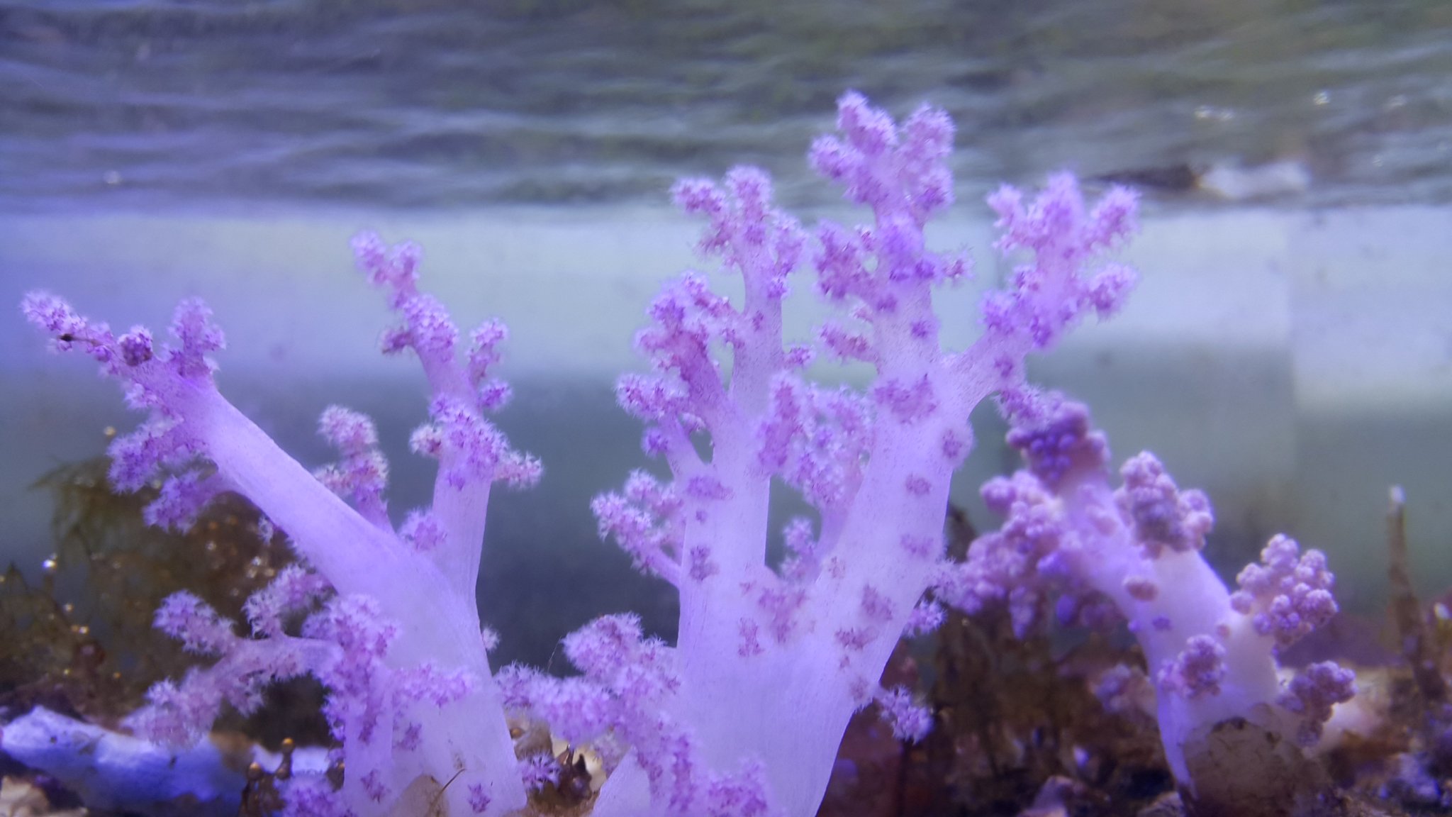 Cauliflower Dendrophilia Jireh Marine Aquariums