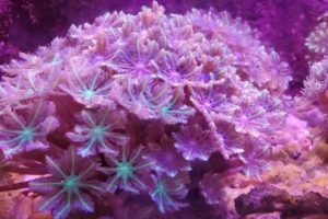 Soft Corals Cultured