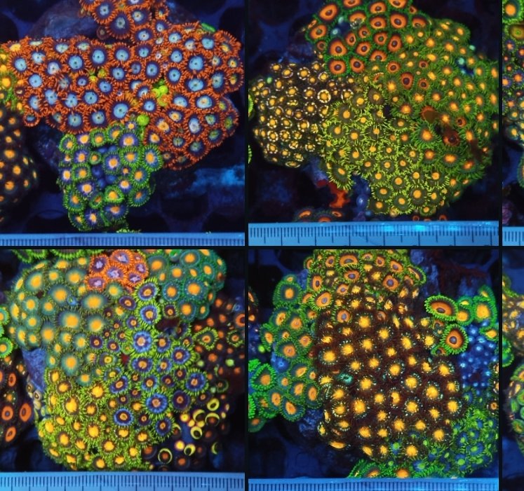 Soft Corals Cultured - Image 30