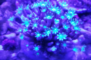 Cultured Soft Coral