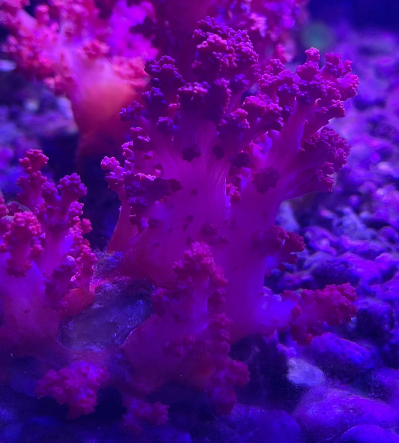 Soft Corals Cultured - Image 11