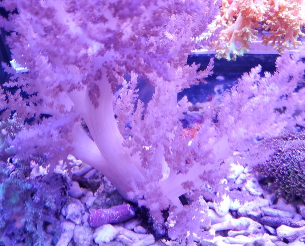 Soft Corals Cultured - Image 42