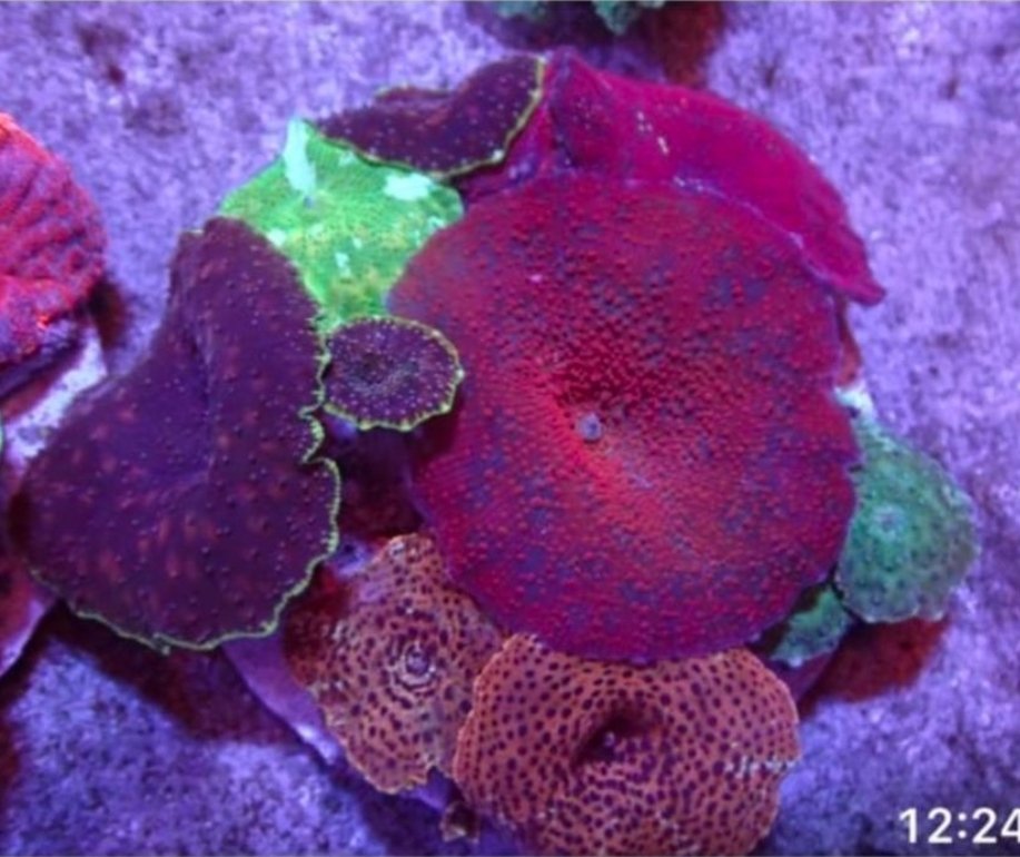 Soft Corals Cultured - Image 35